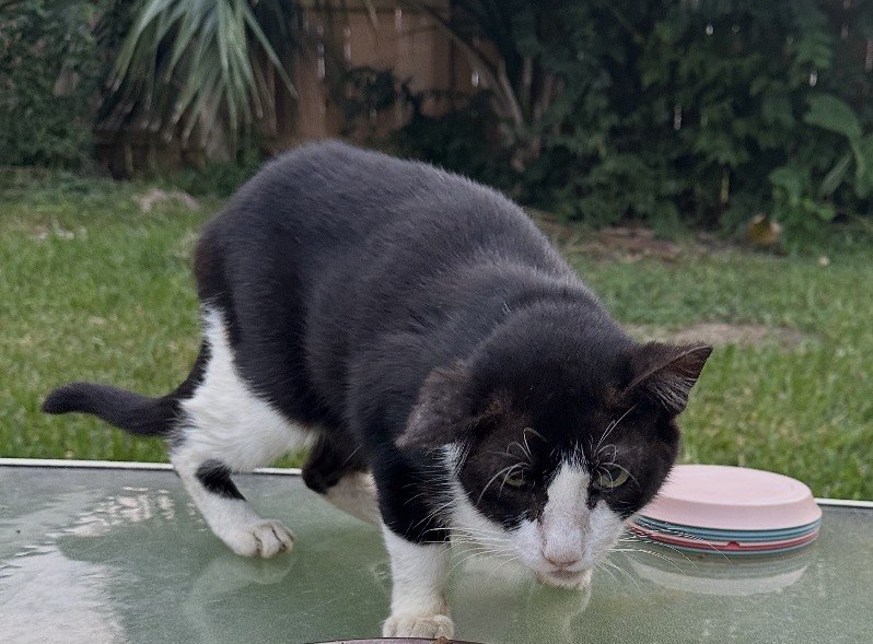 Bradley, a black and white cat, prowling across the glass feeding table