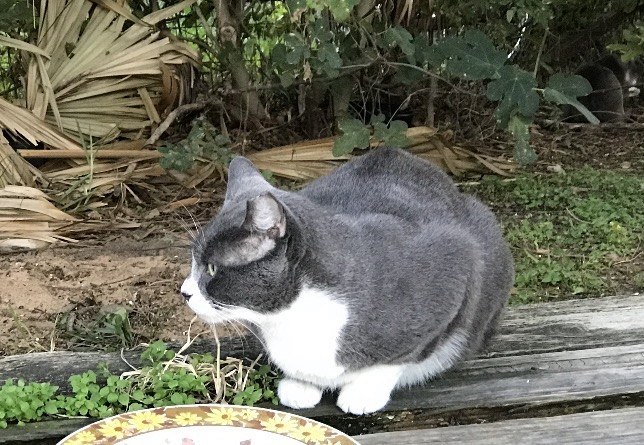 Carrie, a grey and white cat, crouched beside a flowered plate at the edge of the garden