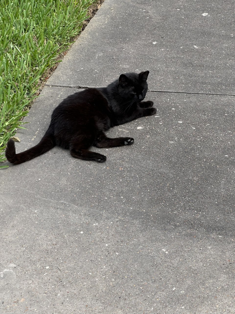 Chico, a solid black cat, lying comfortably on a concrete sidewalk