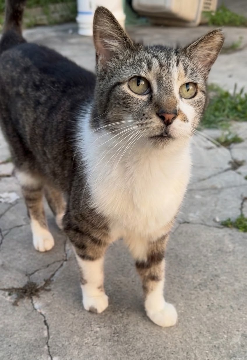 Chloe, a tabby and white cat, standing on cracked concrete and looking up expectantly