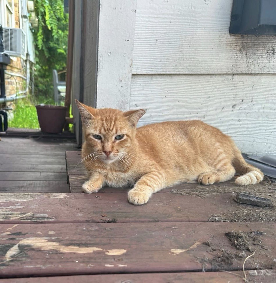 Francis, an orange tabby, lying on a wooden porch with his paws stretched forward