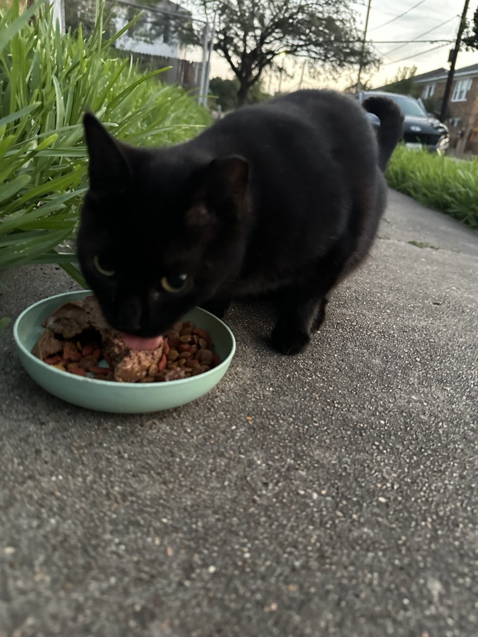 Harpo, a black cat, eating dinner from a bowl on the sidewalk