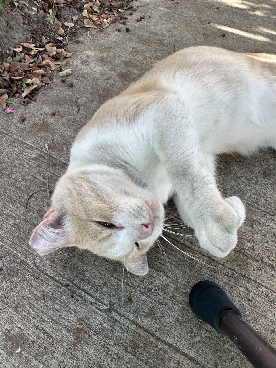 Otis, a buff and white cat, rolling on his back on concrete with paws curled