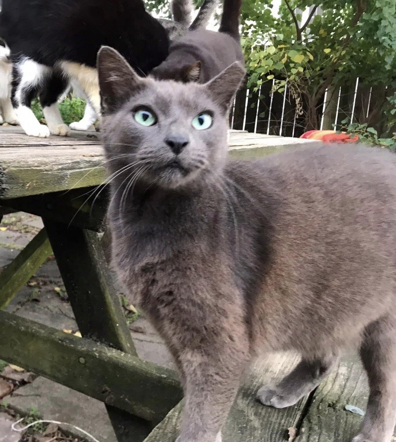 Phil, a grey cat with pale green eyes, standing on a weathered picnic table
