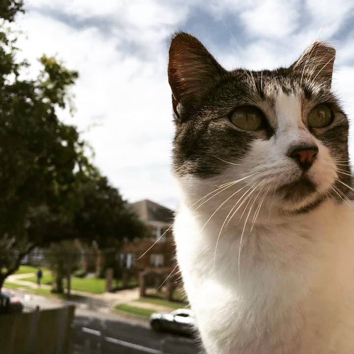 Stevie, a tabby and white cat, greeting the camera from the upstairs balcony rail