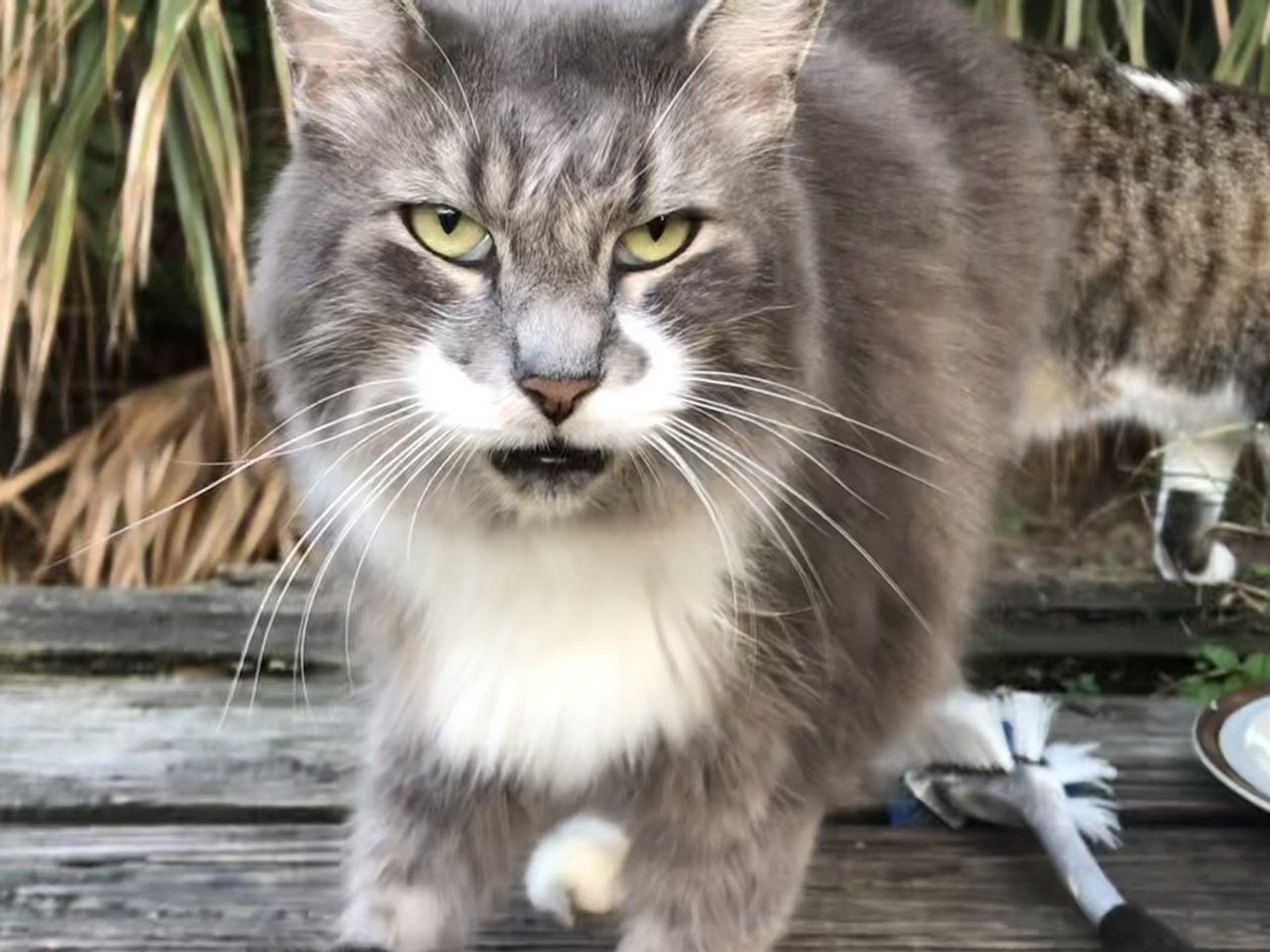 Walter, a fluffy grey cat with a white chest, fixing the camera with a serious stare on the porch table