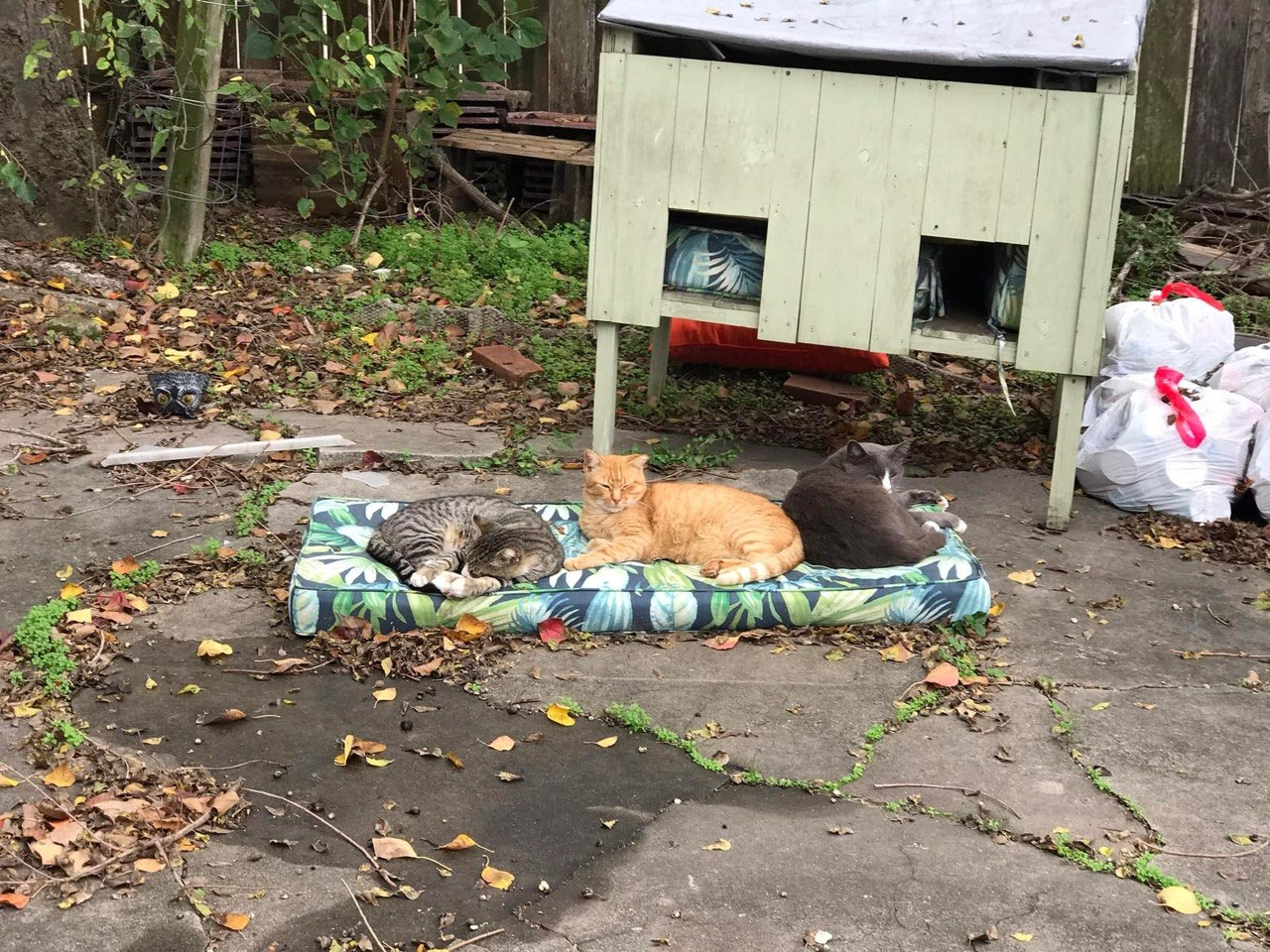 Three cats resting on a cushion in front of a raised sage-green wooden weather shelter with two cushioned entrances